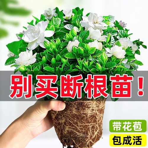 原生盆发货不伤根栀子花盆栽包活
