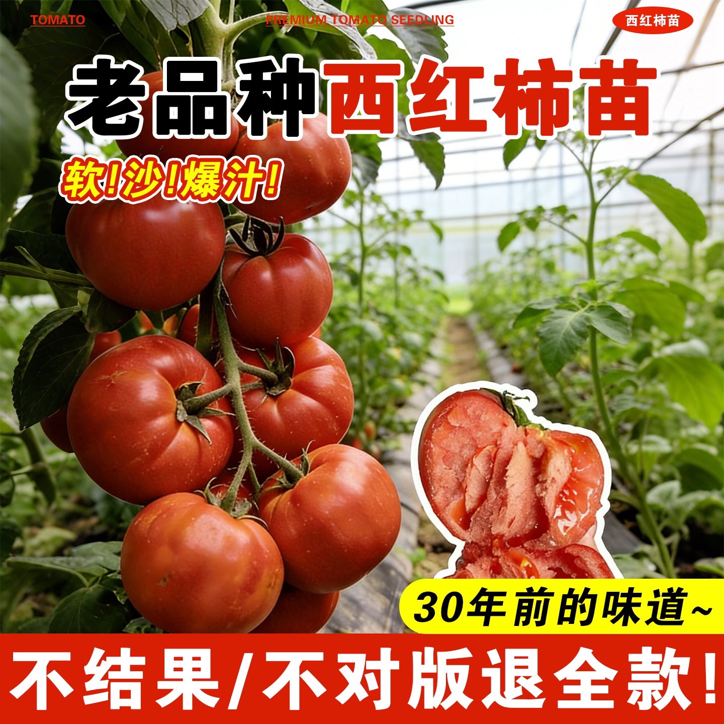 番茄苗老品种西红柿苗秧矮生马蹄沙瓤千禧圣女果秧苗阳台盆栽蔬菜