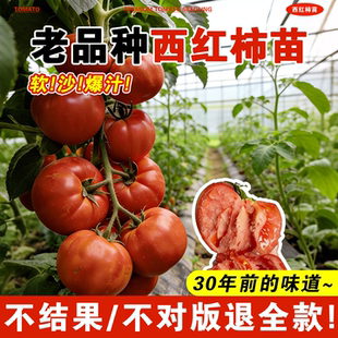 番茄苗老品种西红柿苗秧矮生马蹄沙瓤千禧圣女果秧苗阳台盆栽蔬菜