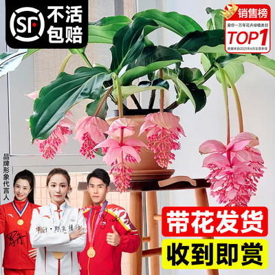 宝莲灯盆栽带花苞四季开花绿植