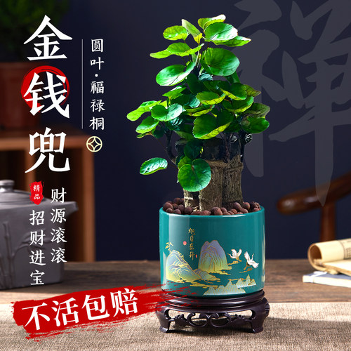 【好评榜top】圆叶发财树10W销量