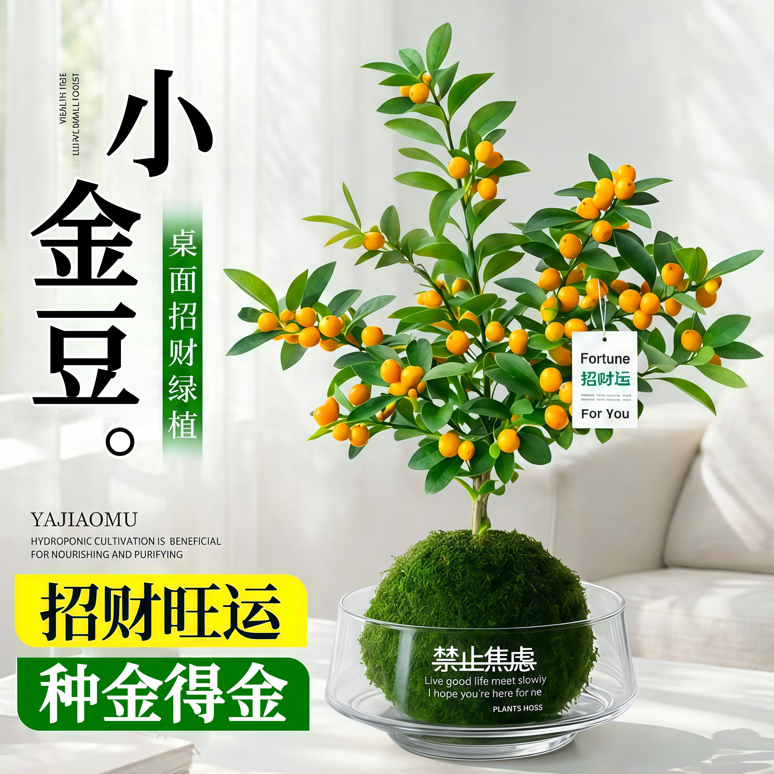 小金豆盆栽新年礼物装饰耐寒迷你绿植物办公室内花卉桌面果树盆景