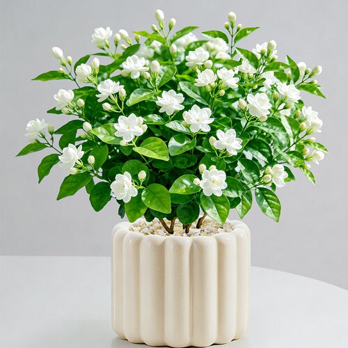 【带花发货】茉莉花盆栽四季开花