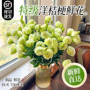 洋桔梗鲜花云南基地直发水养花束家用办公室插花水培鲜切花真花卉