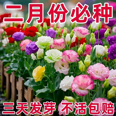 洋桔梗花种子花苗四季种易活室内室外开花种孑盆栽花卉花种籽花籽