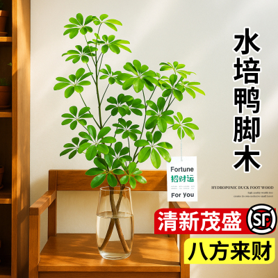 水培鸭脚木绿植八方来财室内好养