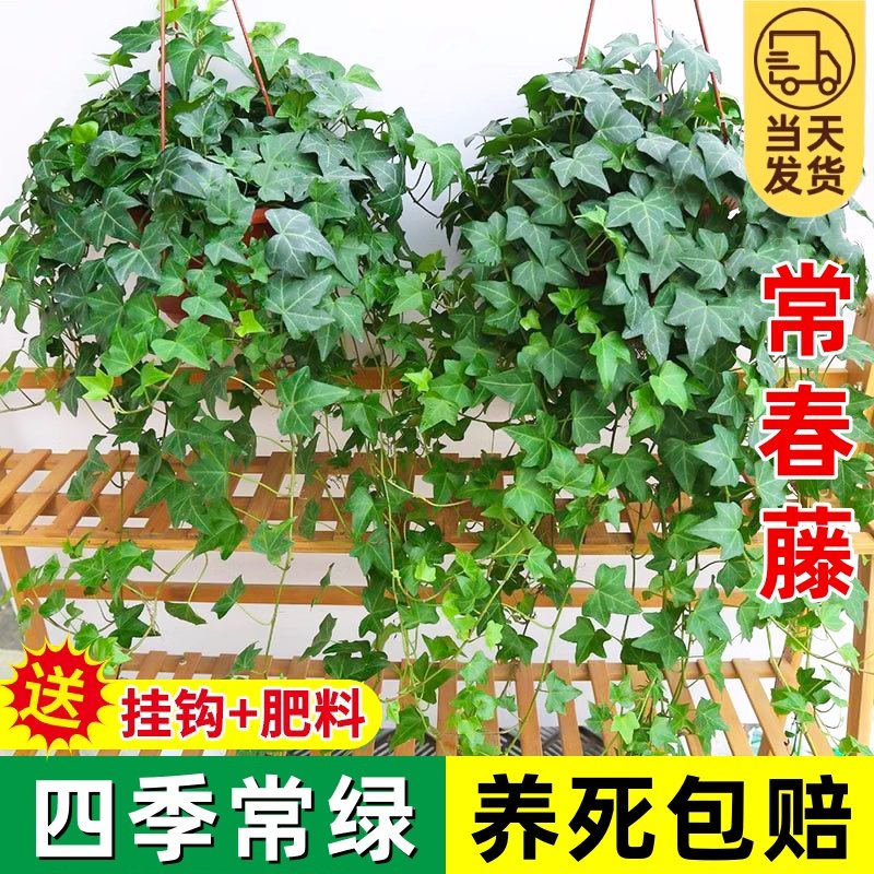 常春藤盆栽苗绿植吊兰垂吊爬藤植物四季常青室内阳台好养活除甲醛,鲜花速递/花卉仿真/绿植园艺,绿植,淘宝优惠券,粉丝福利购,淘宝优惠卷