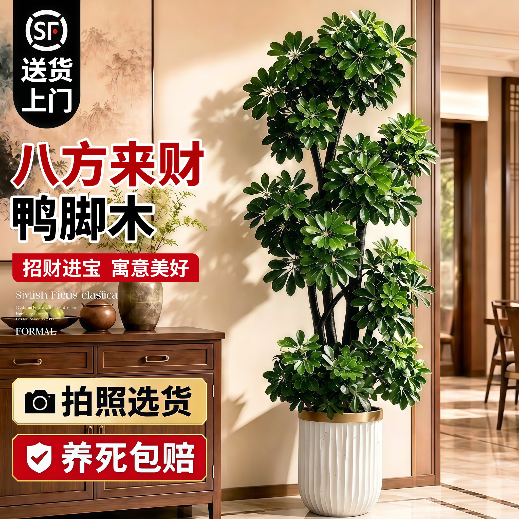 【全网热销10W+】旺宅鸭脚木盆栽