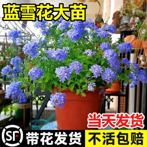 蓝雪花盆栽卉苗四季开阳台园