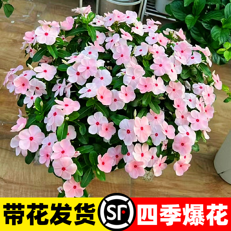 【四季开花】长春花盆栽日日开