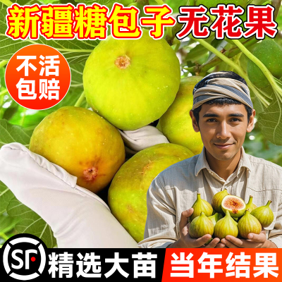 新疆糖包子无花果树！包活包结果