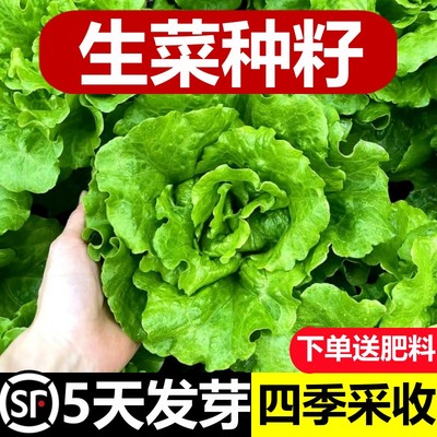 生菜种籽子脆嫩可口高产包发芽