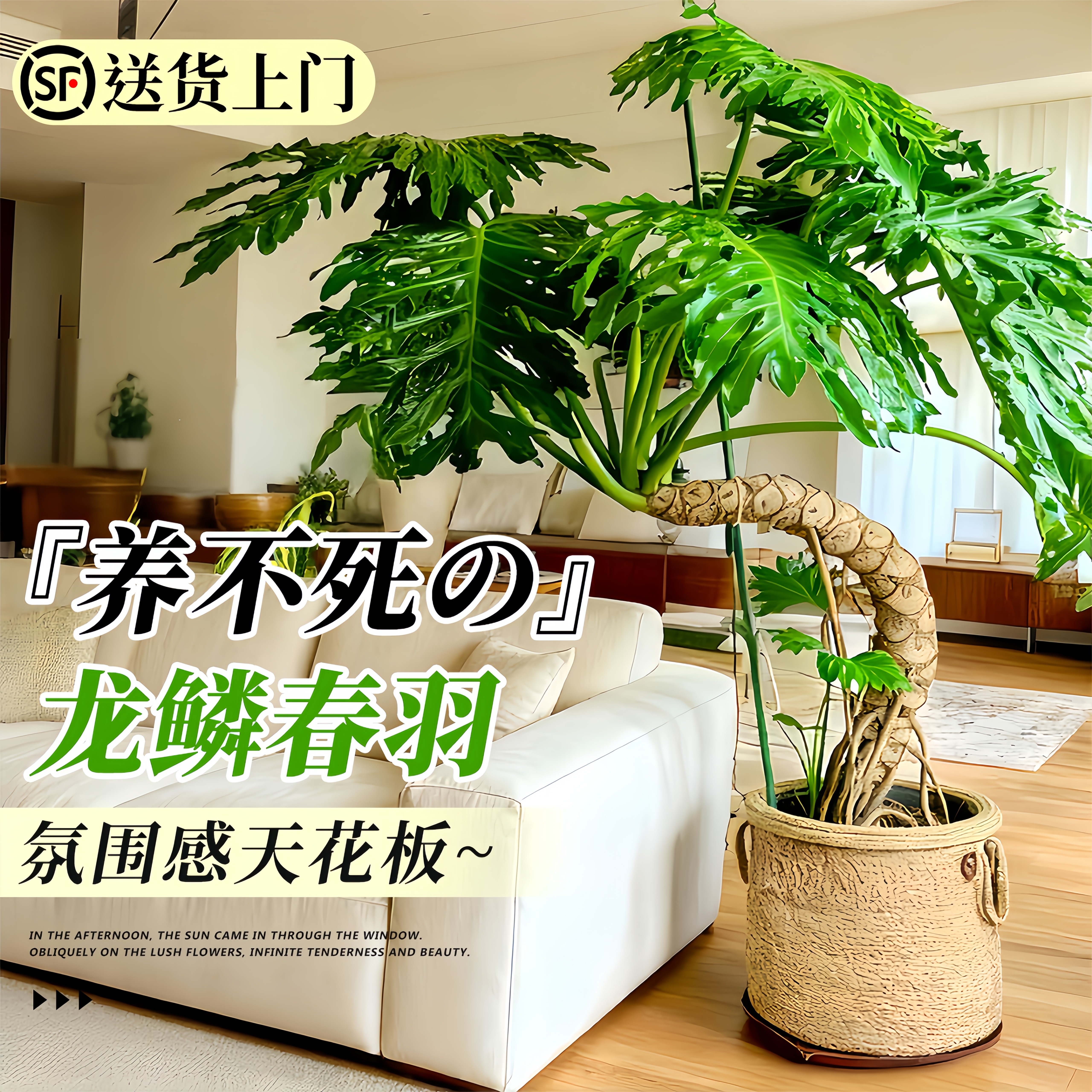 龙鳞春羽盆栽客厅绿植高级感室内大型植物落地大号老桩大气上档次