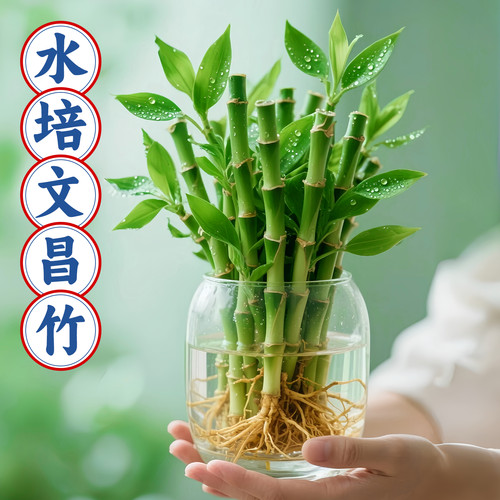 【热销】文昌竹水培植物室内好养