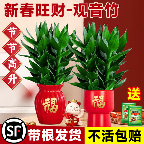 【新年优选】观音竹水培带根好养