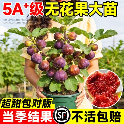 无花果树苗格莱斯波姬红特