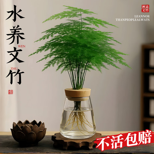 文竹水培盆栽特大号文竹
