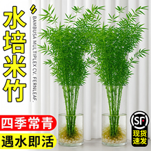 水培米竹室内盆栽植物水养观音竹富贵竹南天竹发财水竹子客厅绿植