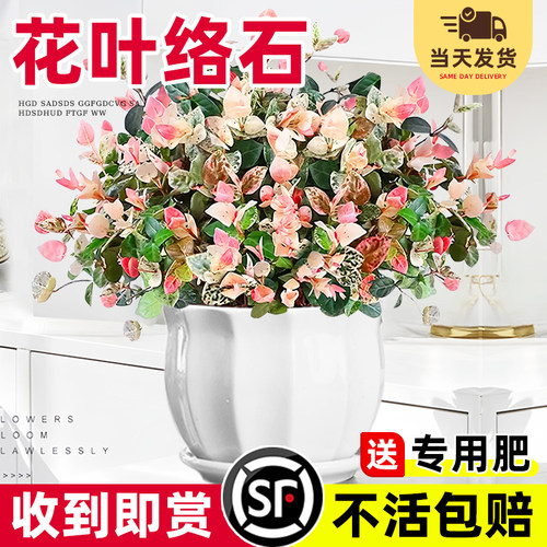 花叶络石四季五彩卉盆栽吊