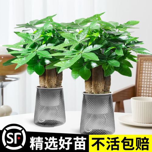 【限时抢购】发财树水培桌面盆栽