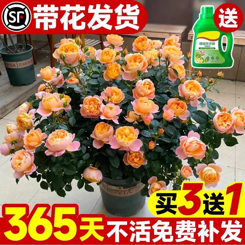 【下单5折】多款月季好苗包成活
