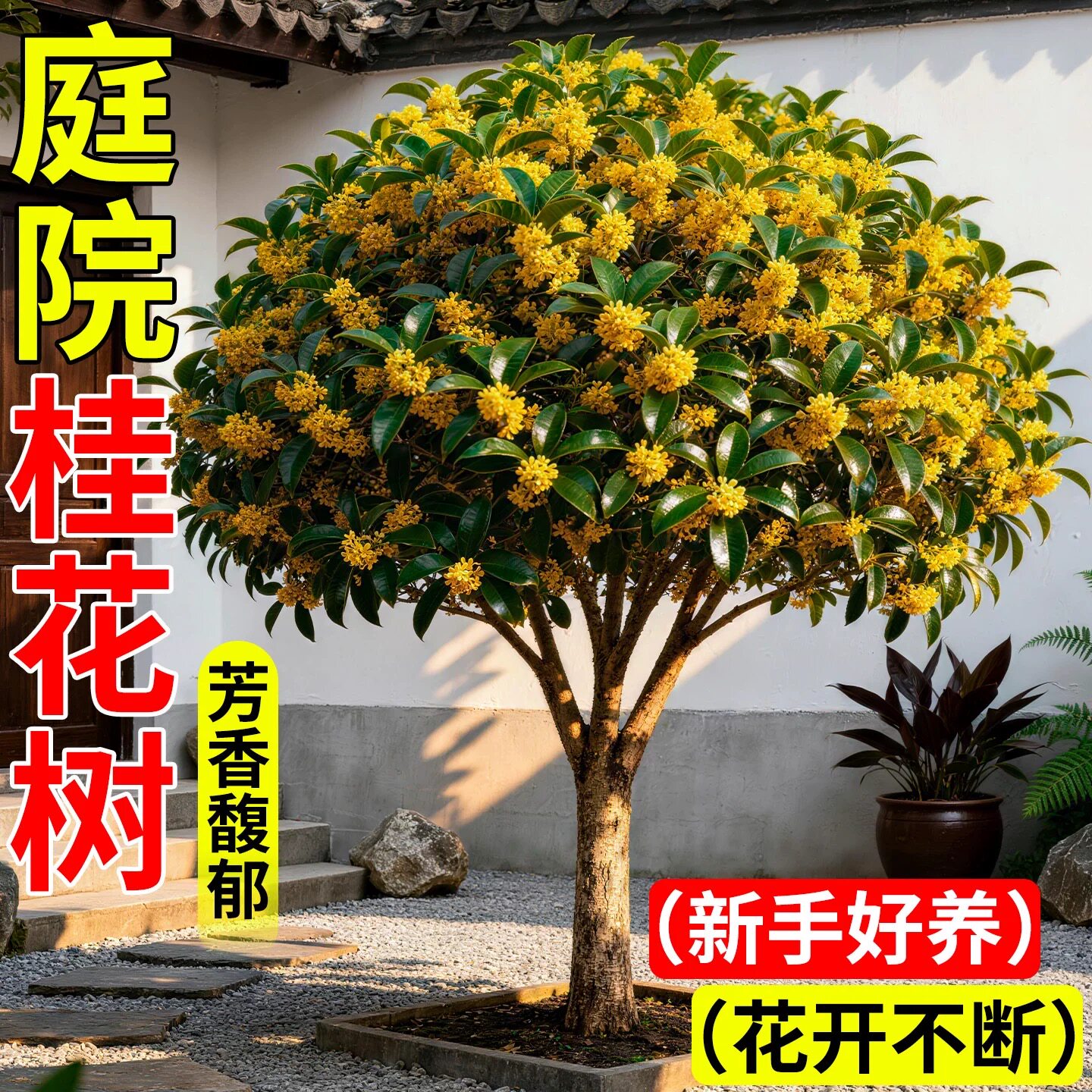 桂花树苗大树四季桂老桩庭院金桂八月桂室外种植别墅地栽花卉绿植