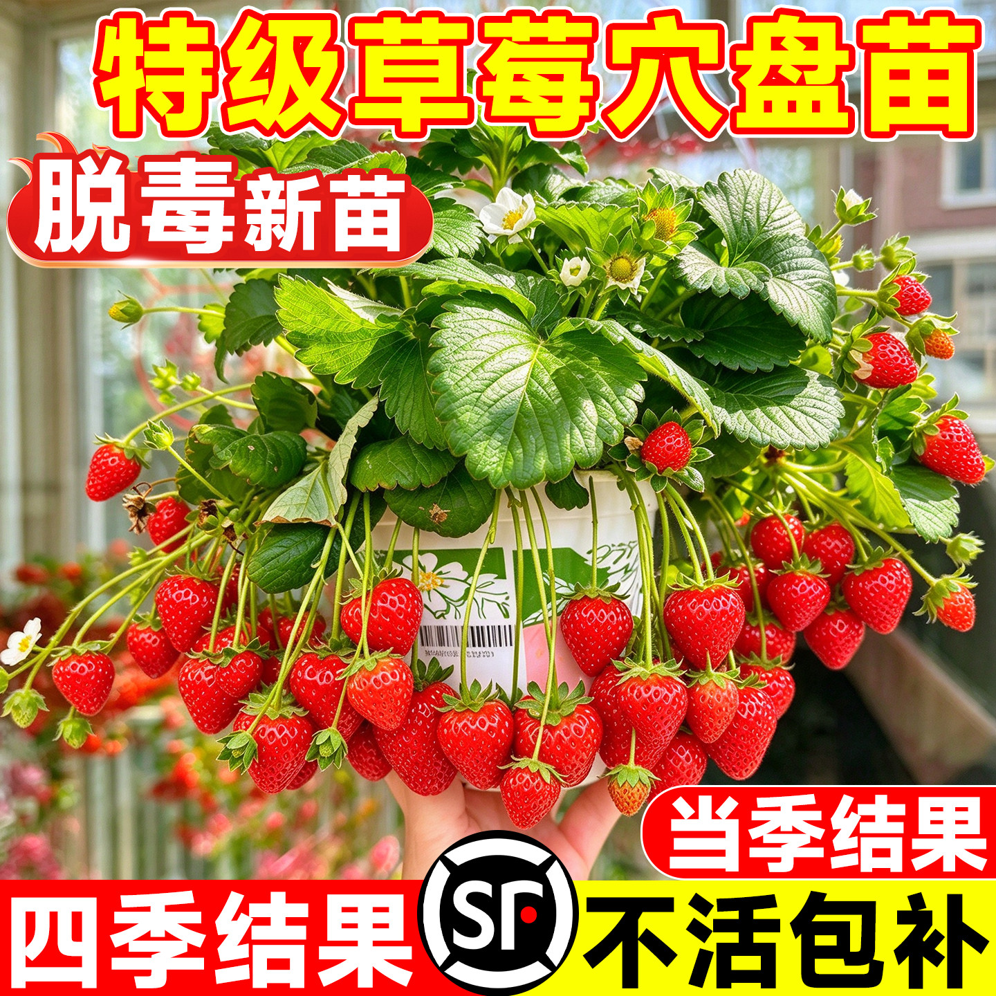 精品草莓苗秧穴盘苗批发成活率高产奶油草莓四季结果脱毒优质果树