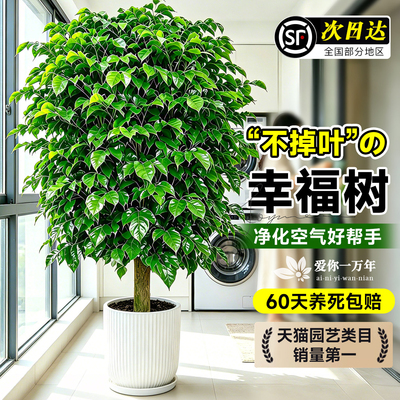 【已售10W+】特级单杆幸福树盆栽
