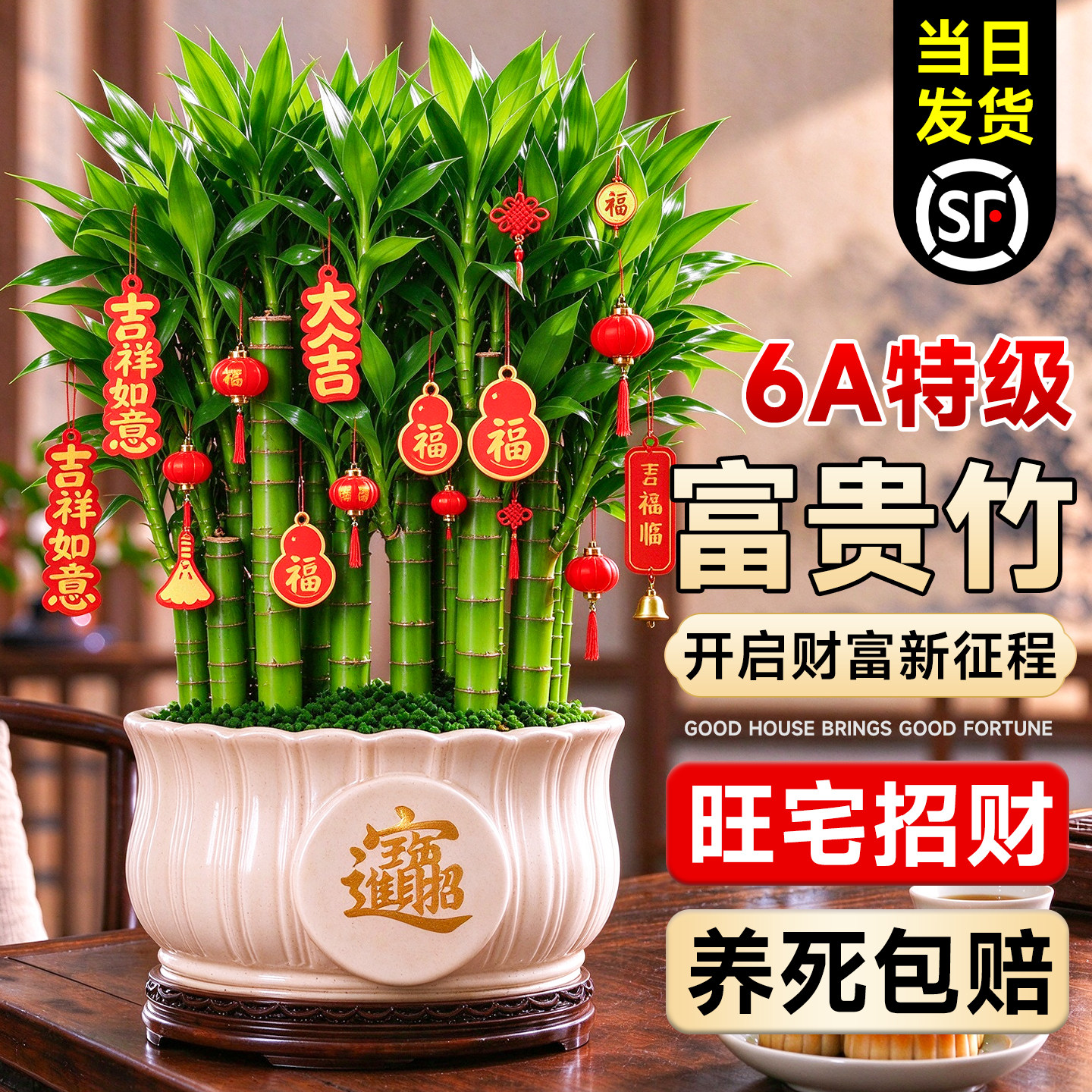 特级富贵竹盆栽招财好养