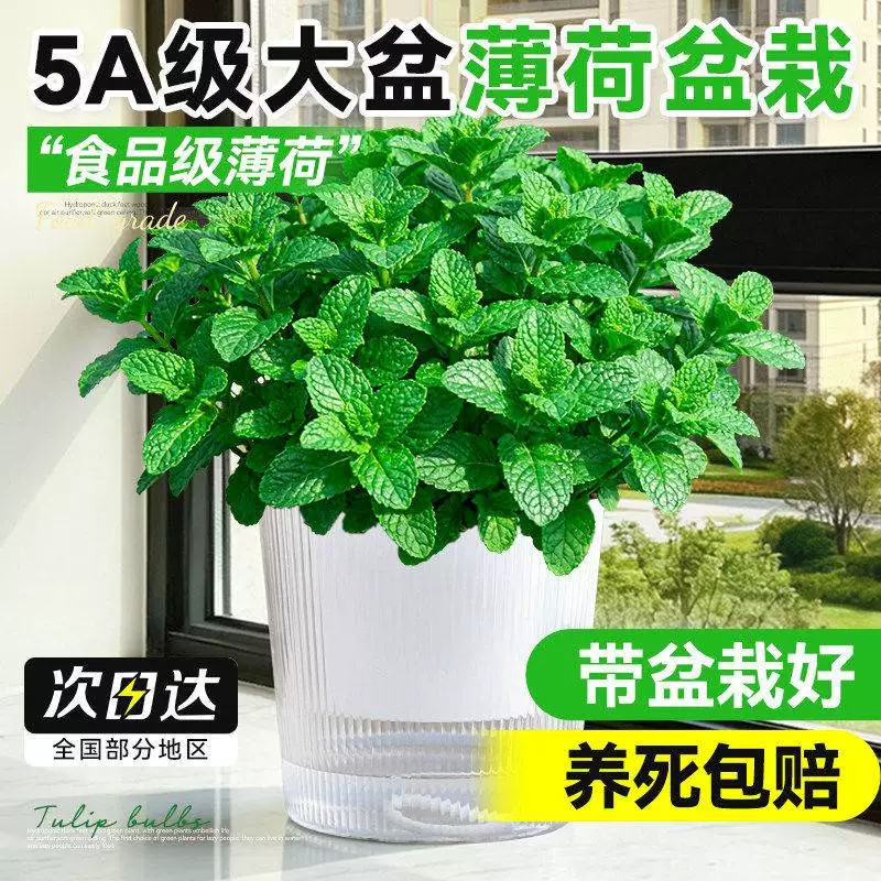 薄荷盆栽可食用水培薄荷苗花卉绿植物盆栽室内驱蚊草好养活迷迭香