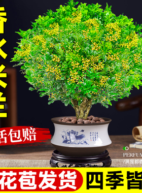 香水米兰盆栽小苗带花苞茉莉花老桩栀子花卉绿植四季浓香室内树苗