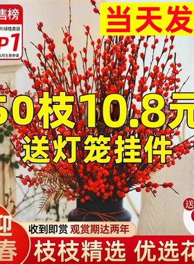 银柳真花鲜枝客厅干花摆件红色年宵花卉水培植物室内干枝红柳鲜花