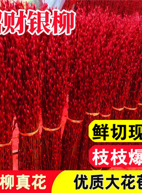 红色银柳真花鲜枝干花束银柳专用花瓶年宵花卉客厅室内新年装饰