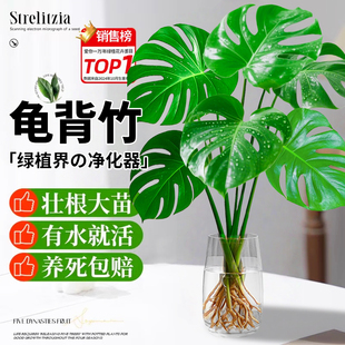 龟背竹水培植物四季绿植室内盆栽客厅办公室桌面大叶老桩水养竹子