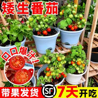 四季矮生番茄苗盆栽带果水果千禧种子孑种籽阳台圣女果西红柿苗秧
