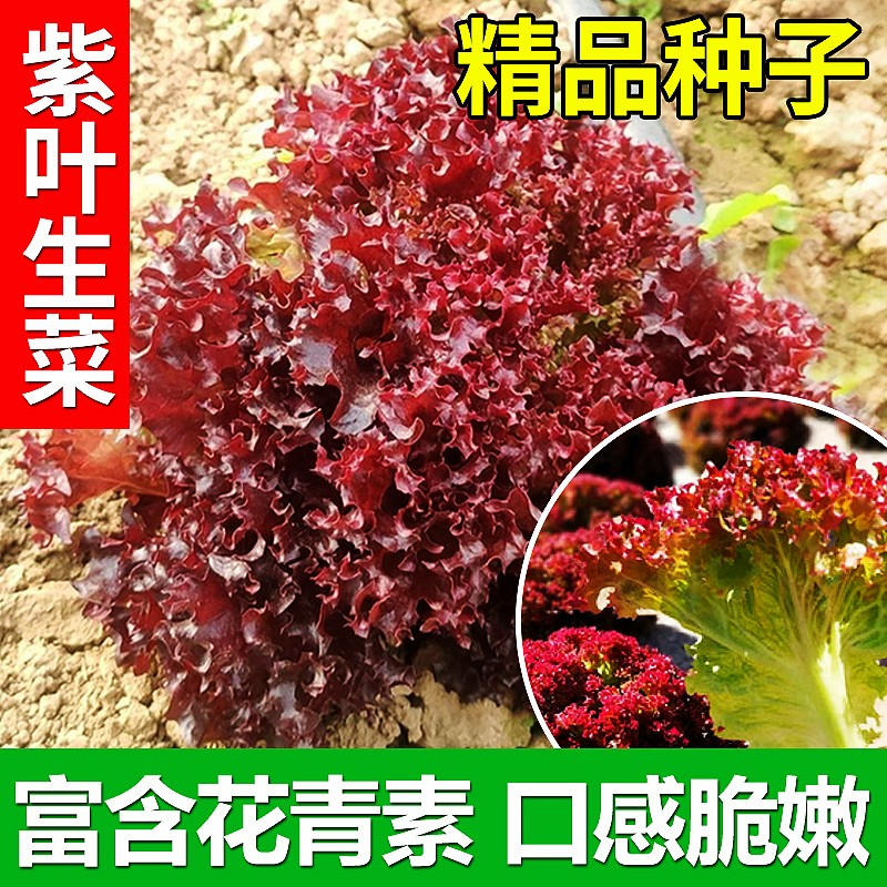 奶油生菜种籽盆栽红叶紫叶生菜种孑四季紫色生菜菜种子阳台生菜籽