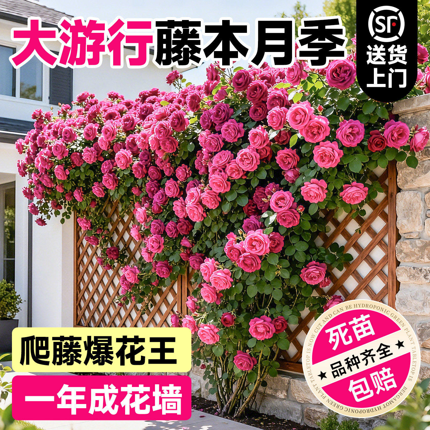 大游行爬藤月季四季开花藤本蔷薇花苗爬墙庭院阳台花墙玫瑰树苗