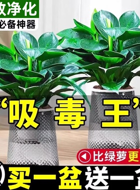 大叶金钻绿公主盆栽带花苞绿萝水培植物室内花卉桌面绿植四季好养