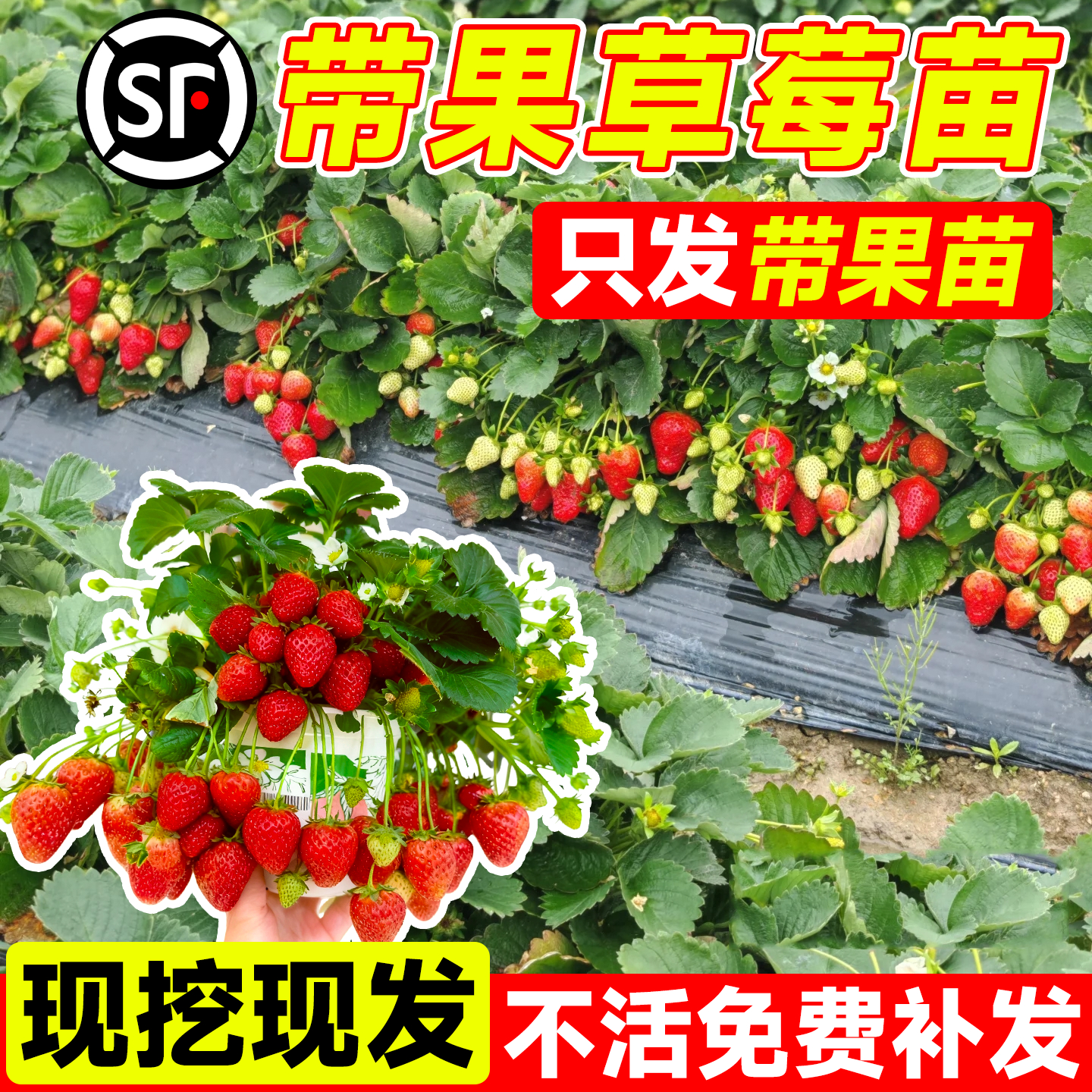 带果草莓苗可食用超大号奶油红颜