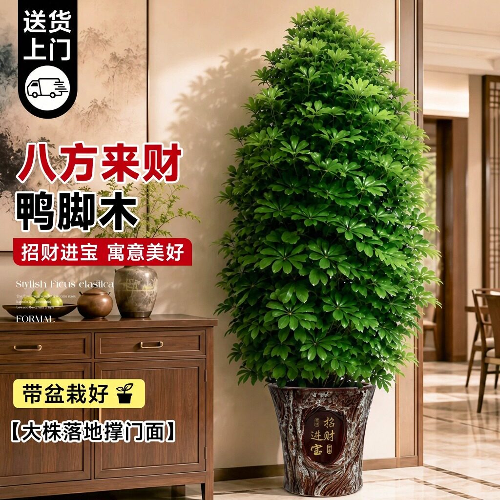 丛生鸭脚木客厅大盆栽八方来财绿