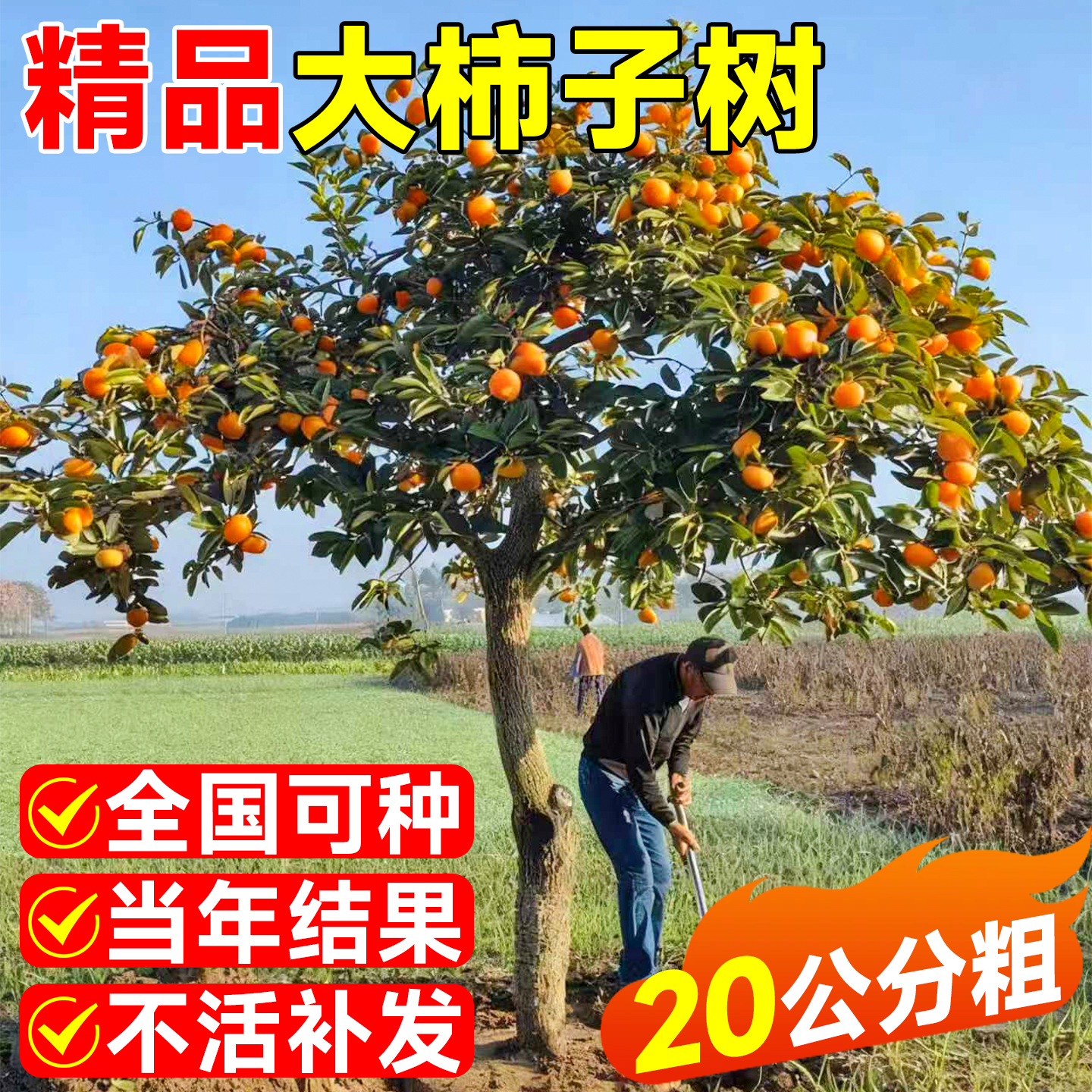 特大脆甜柿子树果苗嫁接树苗南北方四季种植盆栽地栽庭院水果树苗