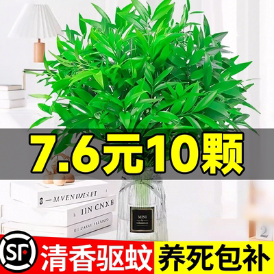 竹柏驱蚊竹水培植物大苗盆栽客厅室内水养绿植桌面花卉好养活四季