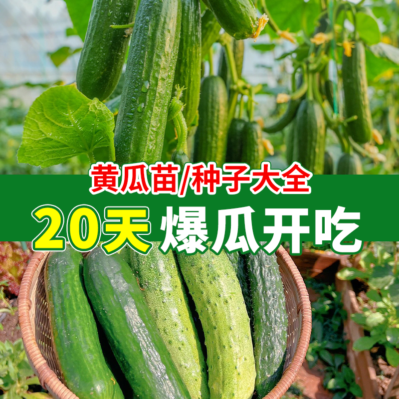 高产旱黄瓜种子苗籽青四季