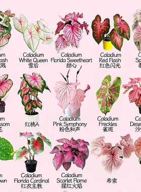 彩叶芋盆栽水培植物室内好养粉色飞溅海芋竹芋类彩色花卉绿植大全