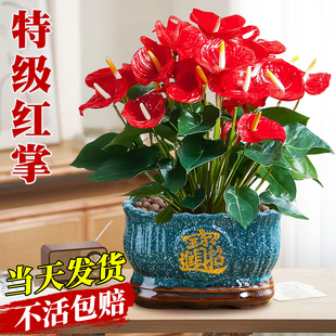 红掌盆栽大叶大花客厅旺宅花卉植物鸿运当头四季 办公室内好养绿植