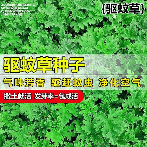 【高效驱蚊】驱蚊草种子蚊虫克星