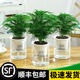 常青大盆栽 文竹盆栽盆景植物室内客厅花卉办公室桌面绿植好养四季