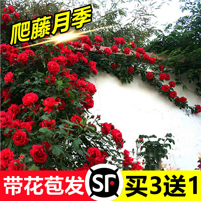 【带花苞】蔷薇花苗爬藤四季开花