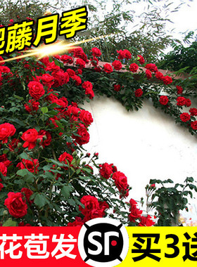 蔷薇花苗爬藤四季花卉庭院藤本月季花苗大花爬墙植物盆栽玫瑰花苗