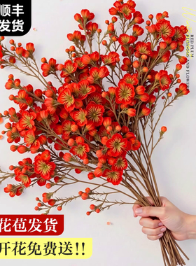 红梅干枝水培真花鲜枝室内花卉绿植物梅花鲜花家用插花挑花鲜切花